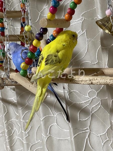 保護鳥の写真