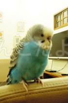 保護鳥の写真