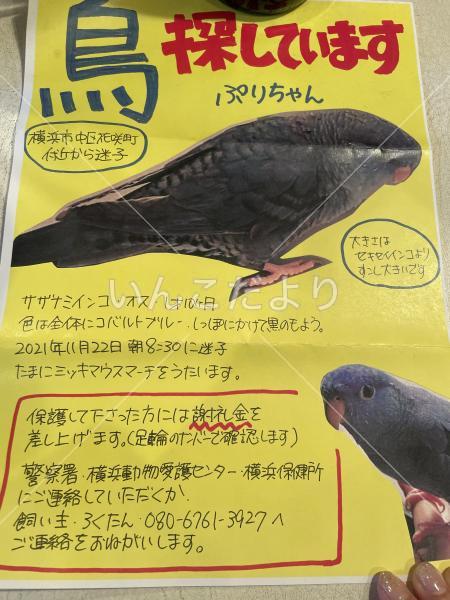 迷い鳥の写真