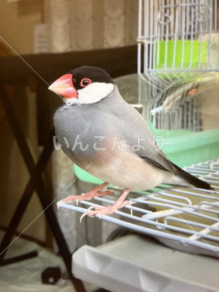 迷い鳥の写真