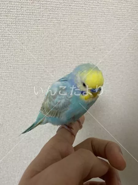 保護鳥の写真