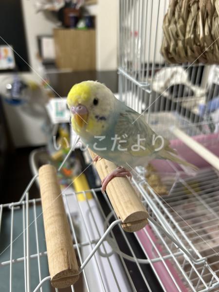 保護鳥の写真