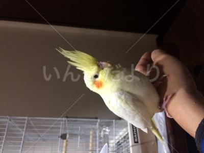 迷い鳥の写真