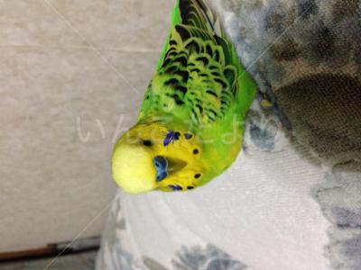 迷い鳥の写真