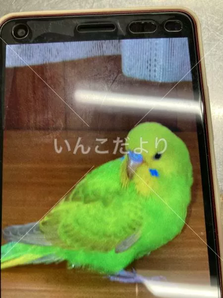 迷い鳥の写真