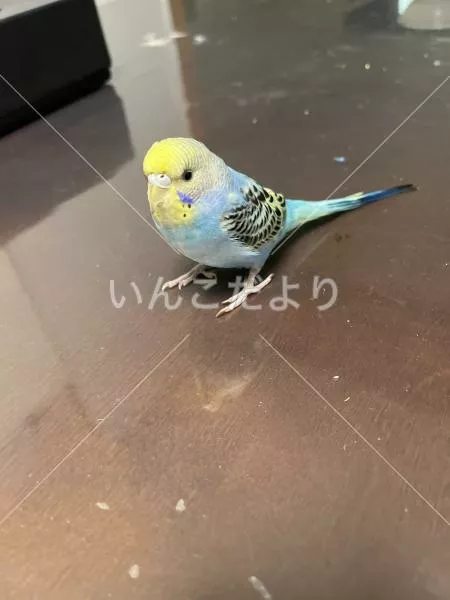 保護鳥の写真
