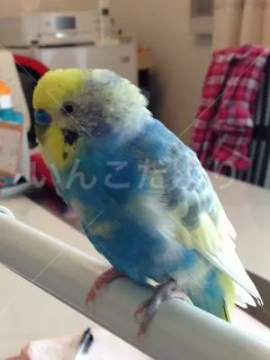 保護鳥の写真
