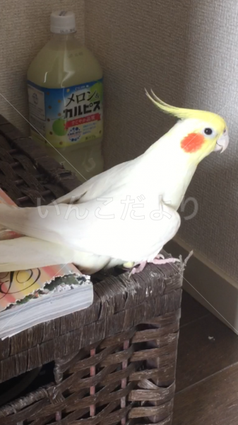 迷い鳥の写真