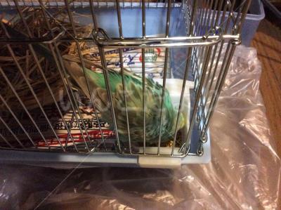 保護鳥の写真
