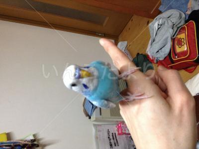 迷い鳥の写真