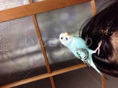 迷い鳥の写真