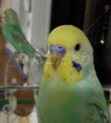 迷い鳥の写真