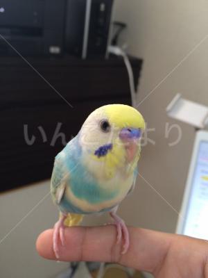 迷い鳥の写真