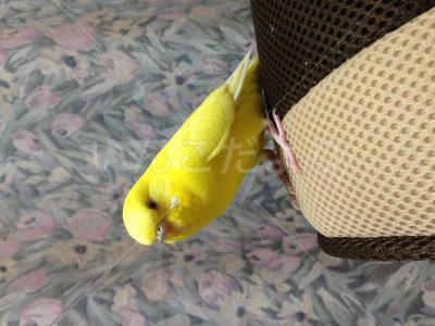 迷い鳥の写真