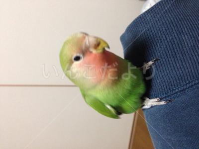 迷い鳥の写真