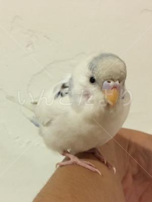 保護鳥の写真