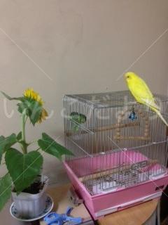 迷い鳥の写真
