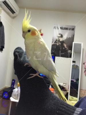 迷い鳥の写真