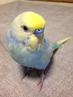 迷い鳥の写真