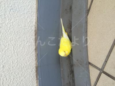 保護鳥の写真
