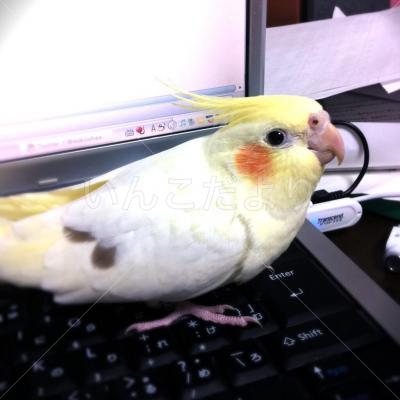 迷い鳥の写真