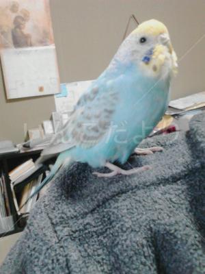 保護鳥の写真