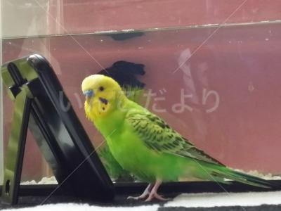 迷い鳥の写真