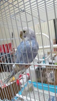 保護鳥の写真