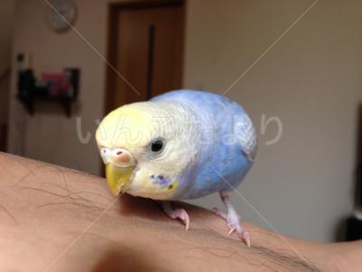 保護鳥の写真