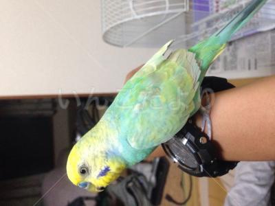 保護鳥の写真