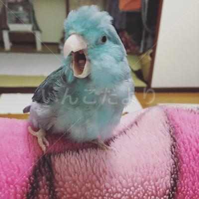 迷い鳥の写真