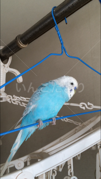 迷い鳥の写真
