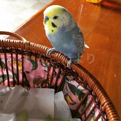 保護鳥の写真