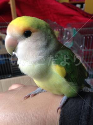 保護鳥の写真
