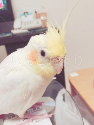 迷い鳥の写真