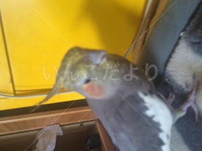 迷い鳥の写真