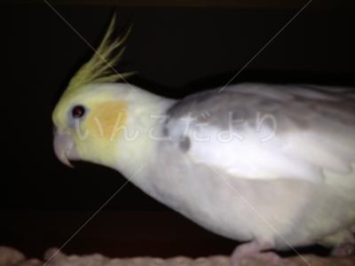 迷い鳥の写真