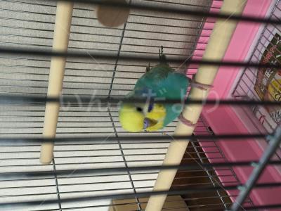 保護鳥の写真