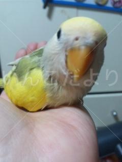 迷い鳥の写真
