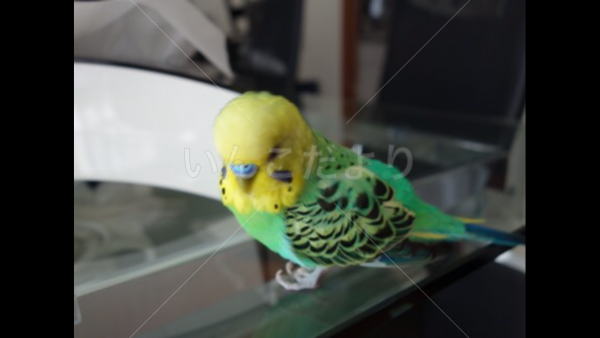 迷い鳥の写真