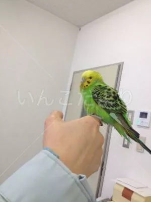 保護鳥の写真