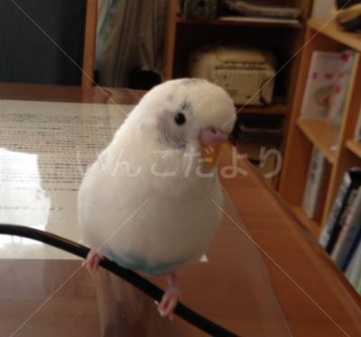 迷い鳥の写真