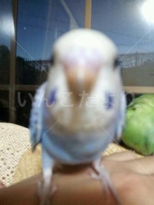 迷い鳥の写真