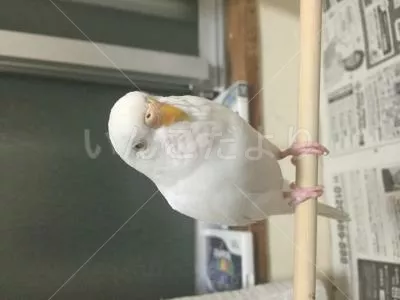 保護鳥の写真