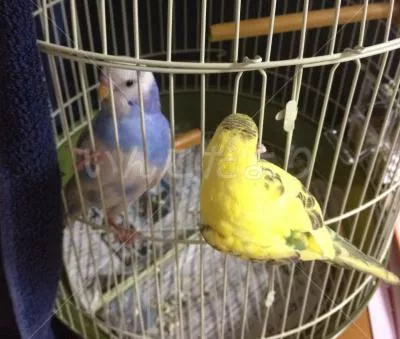 保護鳥の写真