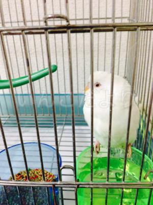 保護鳥の写真