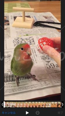 迷い鳥の写真