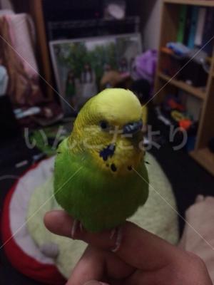 迷い鳥の写真