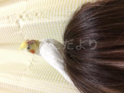 迷い鳥の写真