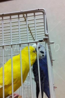 迷い鳥の写真